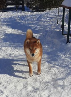picture of dog