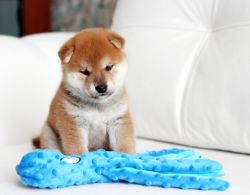 picture of dog