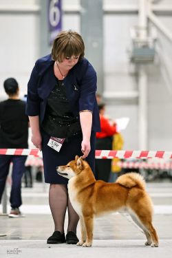 picture of dog