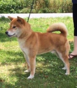 picture of dog