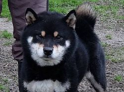 picture of dog