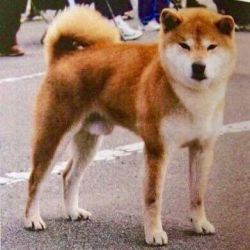 picture of dog