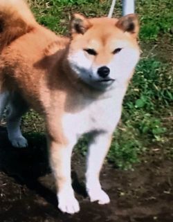 picture of dog