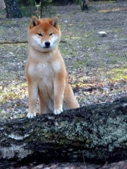 picture of dog