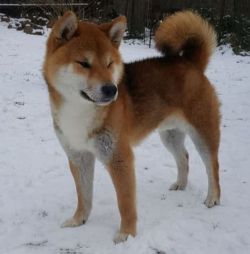 picture of dog