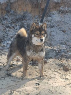 picture of dog