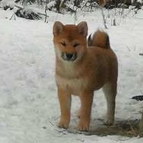 picture of dog