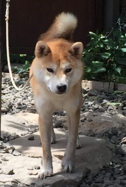 picture of dog