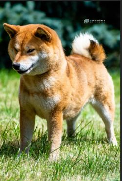 picture of dog