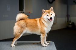 picture of dog