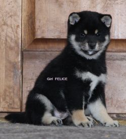 picture of dog