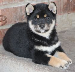picture of dog