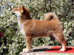 picture of dog