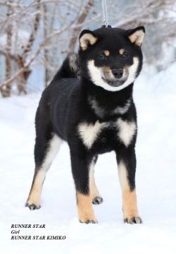 picture of dog