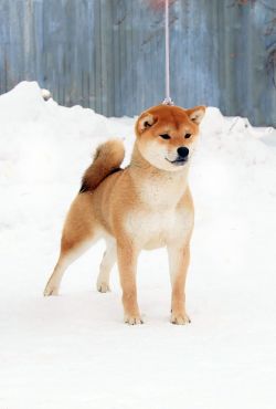 picture of dog