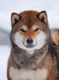 picture of dog