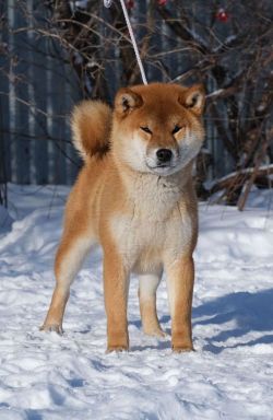 picture of dog