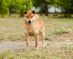 picture of dog