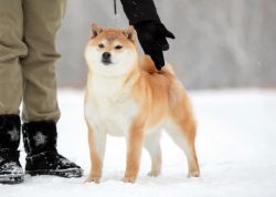 picture of dog