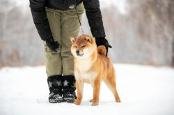 picture of dog