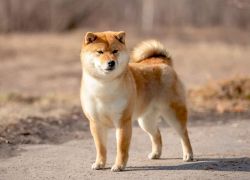 picture of dog