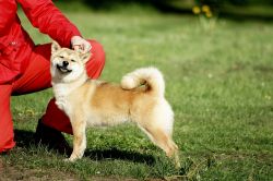 picture of dog