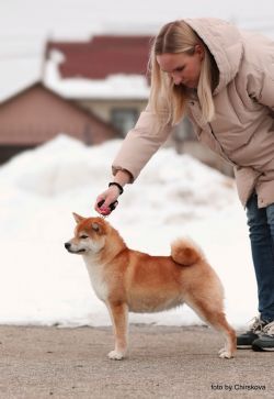 picture of dog