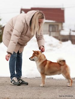 picture of dog