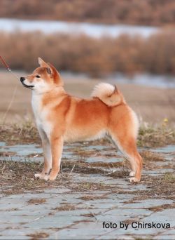 picture of dog