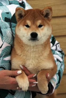 picture of dog