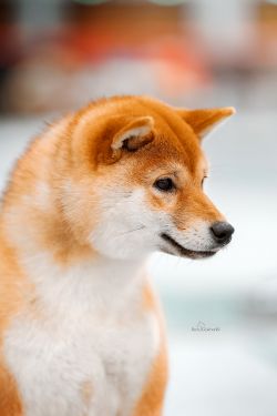 picture of dog
