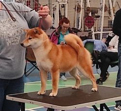 picture of dog