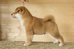 picture of dog