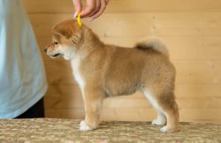 picture of dog