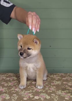 picture of dog