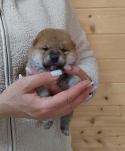 picture of dog