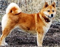 picture of dog
