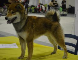 picture of dog