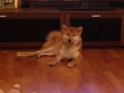 picture of dog