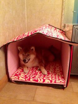 picture of dog