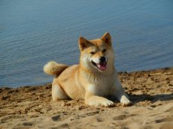 picture of dog