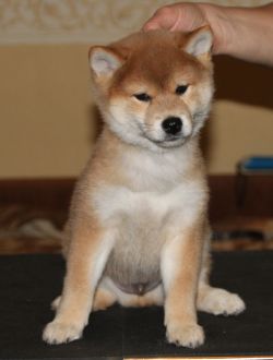 picture of dog