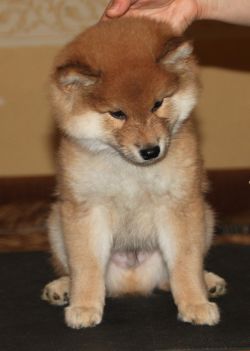 picture of dog