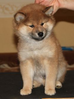 picture of dog