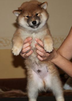 picture of dog