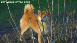 picture of dog
