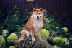 picture of dog