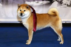 picture of dog