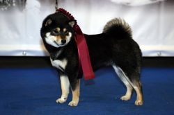 picture of dog