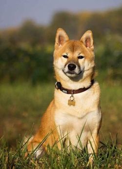 picture of dog